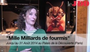 L’exposition "Mille Milliards de fourmis" en trois questions