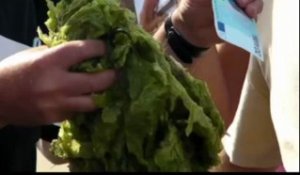 Binic (22). Algues vertes : la visite des ministres boycottée par les écologistes