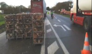 Bulat-Pestivien (22). Un camion de poules pondeuses au fossé