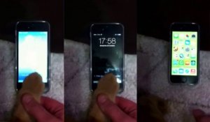 Chat déverrouille un iPhone 5s avec sa patte