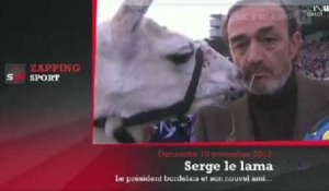 Zap' Sport : Serge le lama, nouvelle icône girondine