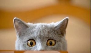 Les photos de chats & chatons les plus drôles!!