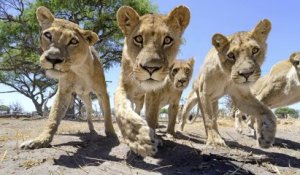 Un 4x4 télécommandé pour approcher les Lions... Superbes Photos !!