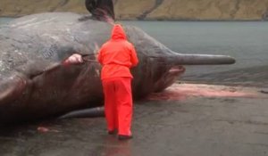 Explosion d'une baleine morte