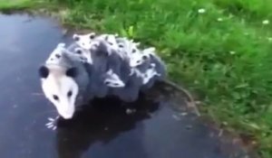 Maman Opossum avec 15 bébés.