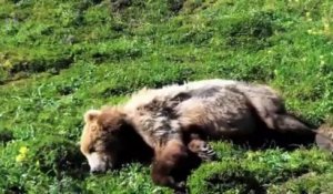 Un ours meurt d'une crise cardiaque.