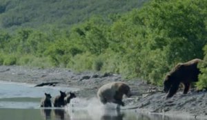 La bande-annonce de "Terre des ours" 3D