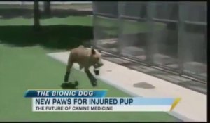 Le chien bionique Naki'o