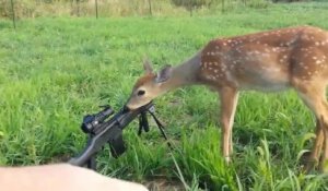 Bambi lèche le fusil d'un chasseur