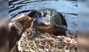 Chats vs Alligators (Compilation)