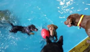Le chien qui ne savait pas nager