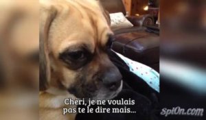 You are a dog (VOSTFR)