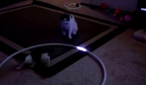 2 chats deviennent dingue avec la lumière d'un Hula Hoop : Hooper Kittys!