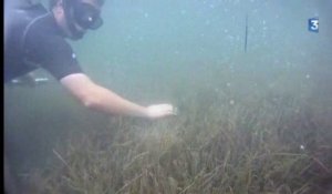 Une expérience d'herbier marin dans l'étang de Thau