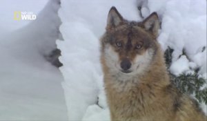 Les Loups de Sibérie