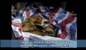 Un tigre dans un coffre de voiture