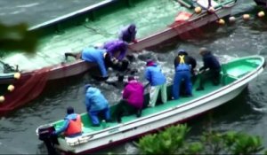 Comment les dauphins sont pêchés et tués à Taiji au Japon