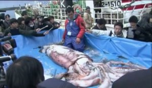 Un calamar géant de 3,4 m pêché au Japon