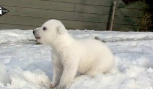 Un ourson polaire découvre la neige