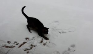 Un chat marche dans la neige pour la première fois... ENORME!!