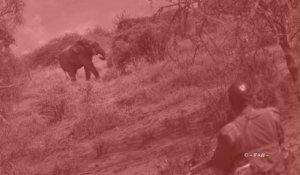 #IvoryCrush - Éléphants en danger !