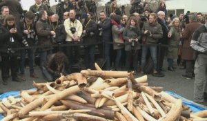 La France détruit trois tonnes d'ivoire illégal