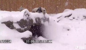 Le Panda de Toronto s'amuse dans la neige