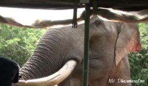 Un éléphant attaque une voiture de touristes