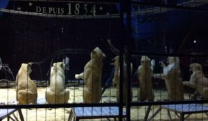 Le dressage des lions blancs du cirque Pinder