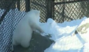 L'ourson polaire du zoo de Toronto fait ses premiers pas en public