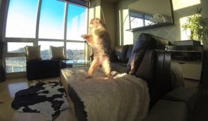 Un chien nul en rattrapage de balle - En slow motion : ridicule et marrant!