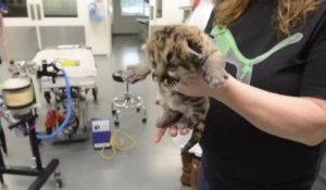 Des bébés Puma sauvés : trop mignon!