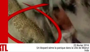 VIDÉO - Un léopard sème la panique dans une ville indienne