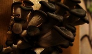 Yvelines: une entreprise cultive des champignons dans des conteneurs – 26/02