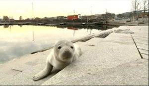 Un bébé phoque perdu dans un port de Suède