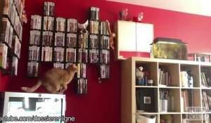 Des chats qui se croûtent en sautant - compilation hilarante de chats trop mignons