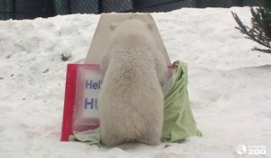 Un jeune ours polaire en captivité au zoo de Toronto révèle son nom... Marrant!