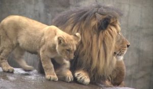 Un lionceau rencontre son papa pour la première fois : Zoo de L'Oregon