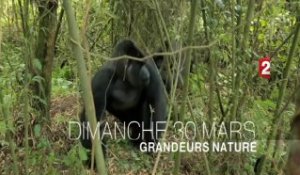 France 2 -  teaser  "UN AMOUR DE GORILLE"  dans Grandeurs Nature