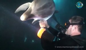 Un plongeur sauve un dauphin prit dans un filet de pêche!