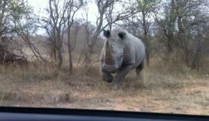 Rhinocéros charge voiture