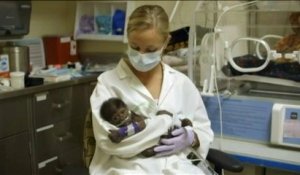 Le bébé gorille né par césarienne souffre d'une pneumonie