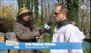 Direct Matin à Dole, l'apiculture en Franche-Comté