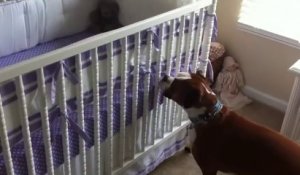 Un chien répond aux pleurs d'un bébé. Trop mignon!