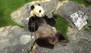Pairi Daiza : les premières images des pandas!