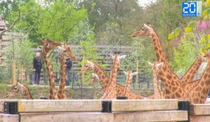 Visite du Zoo de Vincennes