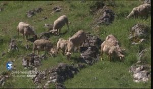 BA Pyrénées Pirineos n°25