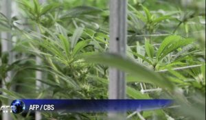 Au Colorado, on peut consommer légalement de la marijuana