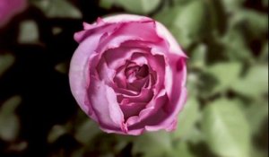 La montre a concept Limelight blooming rose