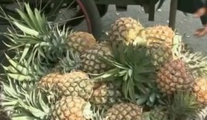 Un ananas en forme d’éventail, bizarre mais comestible